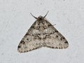 Toothed Phigalia Moth (Phigalia denticulata) isolated on a wall exterior in Houston, TX USA.