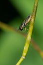 Toothed Soldier Fly - Genus Odontomyia