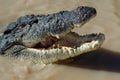 Toothless crocodile Royalty Free Stock Photo