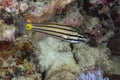 Toothy Cardinalfish Cheilodipterus isostigmus Royalty Free Stock Photo