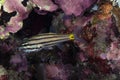 Toothy Cardinalfish Cheilodipterus isostigmus Royalty Free Stock Photo