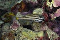 Toothy Cardinalfish Cheilodipterus isostigmus Royalty Free Stock Photo