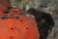 Toothy goby on soft coral , red sea Royalty Free Stock Photo