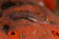 Toothy goby on soft coral , red sea Royalty Free Stock Photo