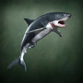 Toothy shark Royalty Free Stock Photo