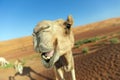 Toothy smile of curious camel against sand dunes. Desert Wahiba Sands in Oman Royalty Free Stock Photo