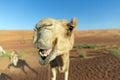 Toothy smile of curious camel against sand dunes. Desert Wahiba Sands in Oman Royalty Free Stock Photo