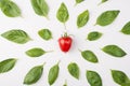 Top above overhead view photo of basil leaves and a cherry tomato in the center isolated on white background Royalty Free Stock Photo