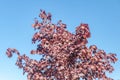 Top of Acer platanoides Crimson Sentry