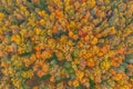 Top aerial view of colourful forest beautiful bright crowns of trees in the autumn season