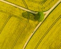 Top aerial view of flowering rapeseed field and a tree. Beautiful outdoor countryside scenery from drone view. Many Royalty Free Stock Photo