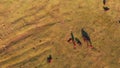 Top aerial view Herd of beautiful wild yilki gorgeous horses stand in meadow field