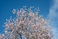 Top of blossoming almond tree over blue sky Royalty Free Stock Photo