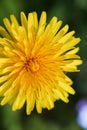 Top angle macro view onto fresh petals of Dandelion flower on fresh green background Royalty Free Stock Photo