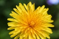 Top angle macro view onto fresh petals of Dandelion flower on fresh green background Royalty Free Stock Photo