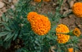 Top angle shot of marigold flower in the garden