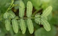 Top angle of tropical leaves plant