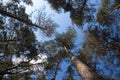 Top of autumn forest trees. Nature green wood and blue sky sunli Royalty Free Stock Photo