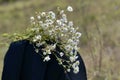 The top of the backpack is large with a bouquet of wild daisies in the meadow in the summer Royalty Free Stock Photo