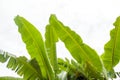 Top of banana tree leaves on sky background. Royalty Free Stock Photo