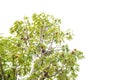 Top of baobab tree with lush green leaves, load of fruits hanging on branch isolated on white background sky, upside down tree