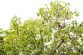 Top of baobab tree with lush green leaves, load of fruits hanging on branch isolated on white background sky, upside down tree