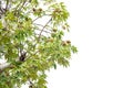 Top of baobab tree with lush green leaves, load of fruits hanging on branch isolated on white background sky, upside down tree