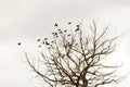 Top of bare tree and flock of black birds in the cloudy grey sky