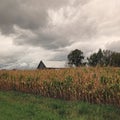 Barn in Cornfield with Stormy Sky Royalty Free Stock Photo