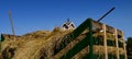 The top of a barn cupola appears behind a load of hay and straw on a hayrack. Royalty Free Stock Photo