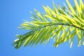 Top of beautiful small palm tree Royalty Free Stock Photo