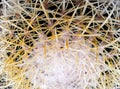 The top of big green succulent cactus with long flat needles