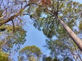 Top big trees among the forests, mountains and the blue sky. Royalty Free Stock Photo