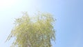 Top of a birch tree with fresh green leaves sway in the blue sky. Nature in spring. Bottom view Royalty Free Stock Photo