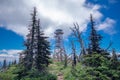 Top of Black Butte with Trees and Tower Royalty Free Stock Photo