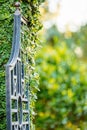 The top of a black iron gate door open in a garden with greenery covered walls Royalty Free Stock Photo