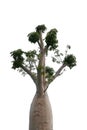 Top of Boabab tree isolated on white background Royalty Free Stock Photo