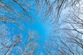 Top branches of trees on a background of blue sky Royalty Free Stock Photo