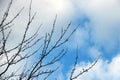 Top branches of trees without leaves on blue sky and white cloud background. Royalty Free Stock Photo