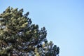 Top of branching pine tree against clear blue sky. Bottom view. Royalty Free Stock Photo