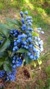 Clusters of blue berries close up Royalty Free Stock Photo