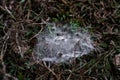 The top of the bush with green leaves is wrapped in a cobweb with dew drops. Royalty Free Stock Photo