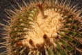 Top of a cactus with new sprouts Royalty Free Stock Photo