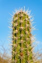 Top of cactus plant with many thorny spines Royalty Free Stock Photo