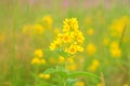 The top of the camel with bright yellow flowers, close-up Royalty Free Stock Photo