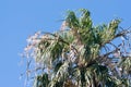 Top canopy of a date palm tree Royalty Free Stock Photo