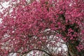 Top of a Cherry Blossom tree with it`s full spring bloom of pink flowers. Royalty Free Stock Photo