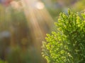 Top of Chinese Arborvitae Plant