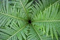 Top Circle roll Green leaf fern abstract background