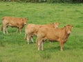 Top Class Limousin Cows Royalty Free Stock Photo